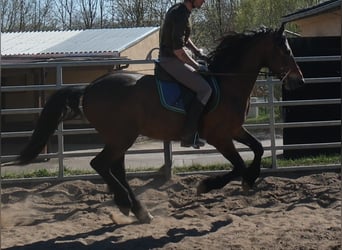 Konie fryzyjskie Mix, Wałach, 5 lat, 157 cm, Ciemnogniada