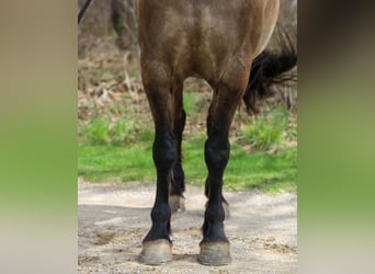 Konie fryzyjskie Mix, Wałach, 5 lat, 157 cm, Grullo