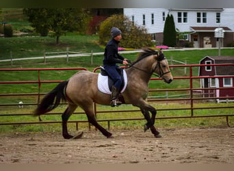 Konie fryzyjskie Mix, Wałach, 5 lat, 157 cm, Jelenia