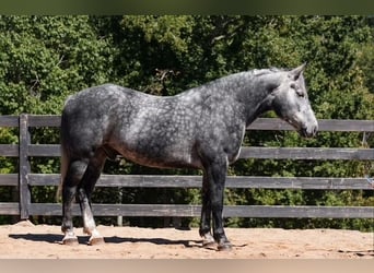 Konie fryzyjskie Mix, Wałach, 5 lat, 157 cm, Siwa