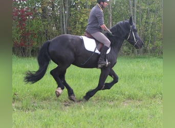 Konie fryzyjskie Mix, Wałach, 5 lat, 158 cm, Kara
