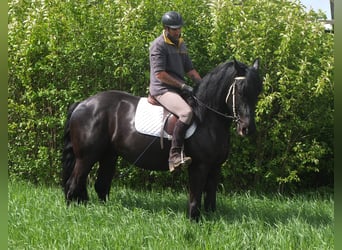 Konie fryzyjskie Mix, Wałach, 5 lat, 158 cm, Kara