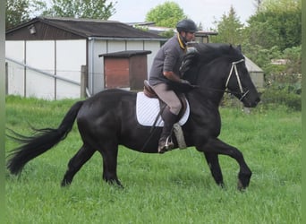 Konie fryzyjskie Mix, Wałach, 5 lat, 158 cm, Kara