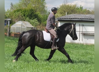 Konie fryzyjskie Mix, Wałach, 5 lat, 158 cm, Kara