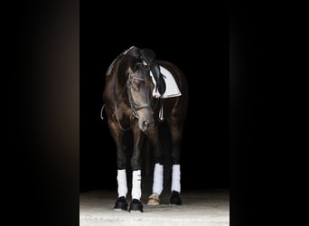Konie fryzyjskie Mix, Wałach, 5 lat, 160 cm, Gniada