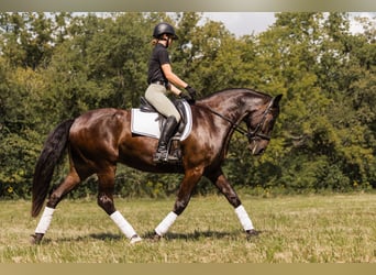 Konie fryzyjskie Mix, Wałach, 5 lat, 160 cm, Gniada