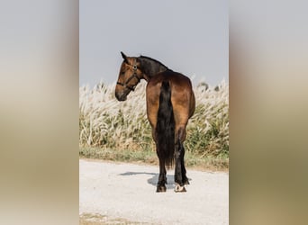 Konie fryzyjskie, Wałach, 5 lat, 163 cm, Gniada