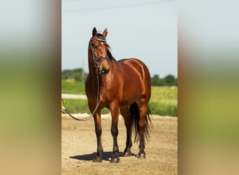 Konie fryzyjskie Mix, Wałach, 5 lat, 163 cm, Gniada