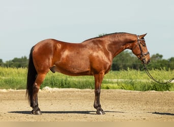 Konie fryzyjskie Mix, Wałach, 5 lat, 163 cm, Gniada