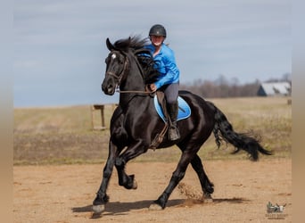 Konie fryzyjskie Mix, Wałach, 5 lat, 163 cm, Kara