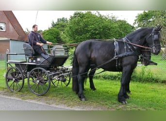Konie fryzyjskie Mix, Wałach, 5 lat, 164 cm, Kara