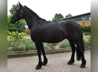 Konie fryzyjskie Mix, Wałach, 5 lat, 164 cm, Kara