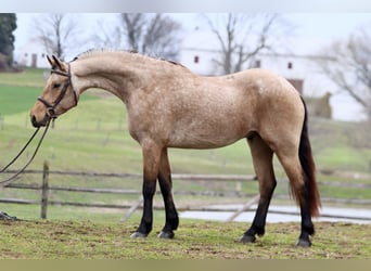 Konie fryzyjskie Mix, Wałach, 5 lat, 165 cm, Jelenia