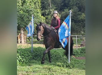 Konie fryzyjskie, Wałach, 5 lat, 165 cm, Kara