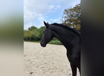 Konie fryzyjskie, Wałach, 5 lat, 166 cm, Kara
