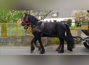 Konie fryzyjskie, Wałach, 5 lat, 166 cm, Kara