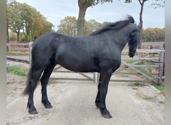 Konie fryzyjskie, Wałach, 5 lat, 167 cm, Kara