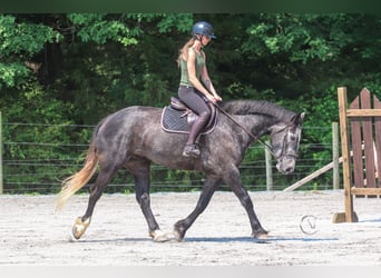 Konie fryzyjskie Mix, Wałach, 5 lat, 170 cm, Siwa