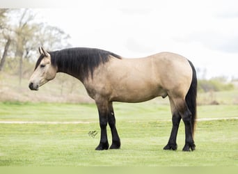 Konie fryzyjskie Mix, Wałach, 5 lat, Jelenia