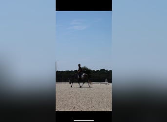 Konie fryzyjskie Mix, Wałach, 5 lat, Siwa