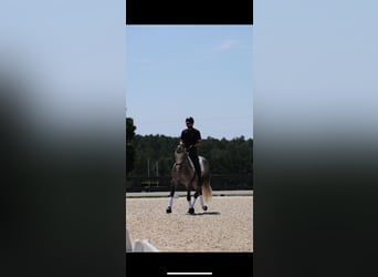 Konie fryzyjskie Mix, Wałach, 5 lat, Siwa
