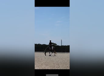 Konie fryzyjskie Mix, Wałach, 5 lat, Siwa