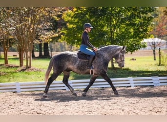Konie fryzyjskie Mix, Wałach, 6 lat, 157 cm, Siwa