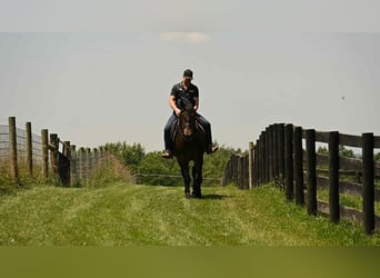Konie fryzyjskie, Wałach, 6 lat, 160 cm, Gniada