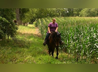 Konie fryzyjskie, Wałach, 6 lat, 160 cm, Gniada