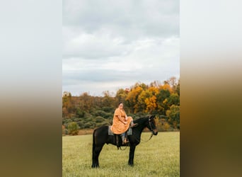 Konie fryzyjskie Mix, Wałach, 6 lat, 163 cm, Gniada