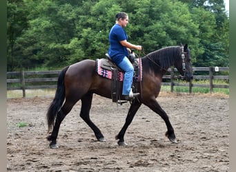 Konie fryzyjskie Mix, Wałach, 6 lat, 163 cm, Kara