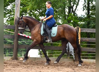 Konie fryzyjskie Mix, Wałach, 6 lat, 163 cm, Kara