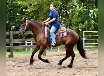 Konie fryzyjskie Mix, Wałach, 6 lat, 163 cm, Kara