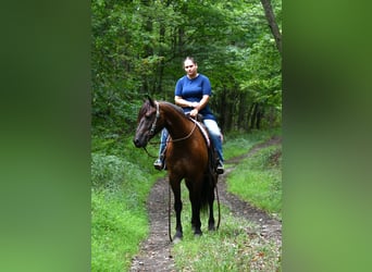 Konie fryzyjskie Mix, Wałach, 6 lat, 163 cm, Kara