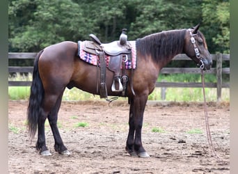 Konie fryzyjskie Mix, Wałach, 6 lat, 163 cm, Kara