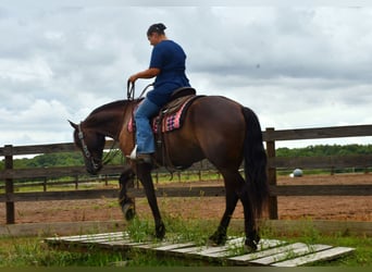 Konie fryzyjskie Mix, Wałach, 6 lat, 163 cm, Kara