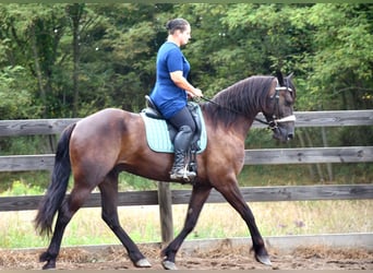 Konie fryzyjskie Mix, Wałach, 6 lat, 163 cm, Kara