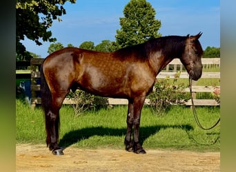 Konie fryzyjskie, Wałach, 6 lat, 163 cm, Kara