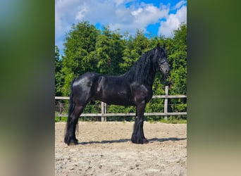 Konie fryzyjskie, Wałach, 6 lat, 163 cm, Kara