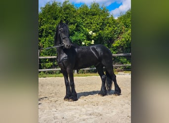 Konie fryzyjskie, Wałach, 6 lat, 163 cm, Kara