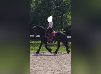 Konie fryzyjskie, Wałach, 6 lat, 163 cm, Kara
