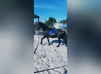 Konie fryzyjskie, Wałach, 6 lat, 165 cm, Kara