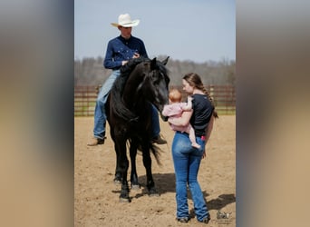 Konie fryzyjskie Mix, Wałach, 6 lat, 168 cm, Kara