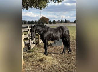 Konie fryzyjskie Mix, Wałach, 7 lat, 145 cm, Kara