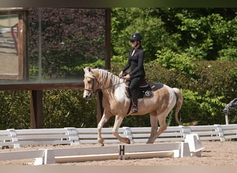 Konie fryzyjskie Mix, Wałach, 7 lat, 152 cm, Izabelowata