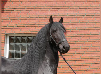 Konie fryzyjskie, Wałach, 7 lat, 156 cm, Kara
