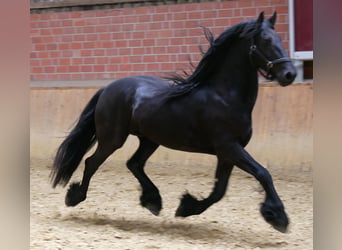 Konie fryzyjskie, Wałach, 7 lat, 156 cm, Kara