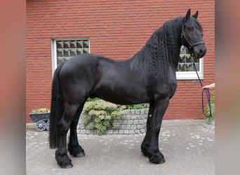 Konie fryzyjskie, Wałach, 7 lat, 156 cm, Kara