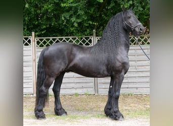 Konie fryzyjskie, Wałach, 7 lat, 156 cm, Kara