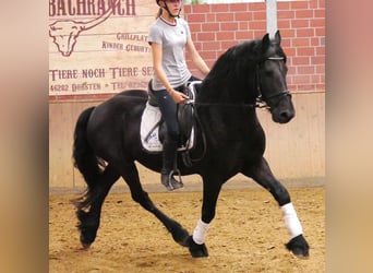Konie fryzyjskie, Wałach, 7 lat, 158 cm, Kara